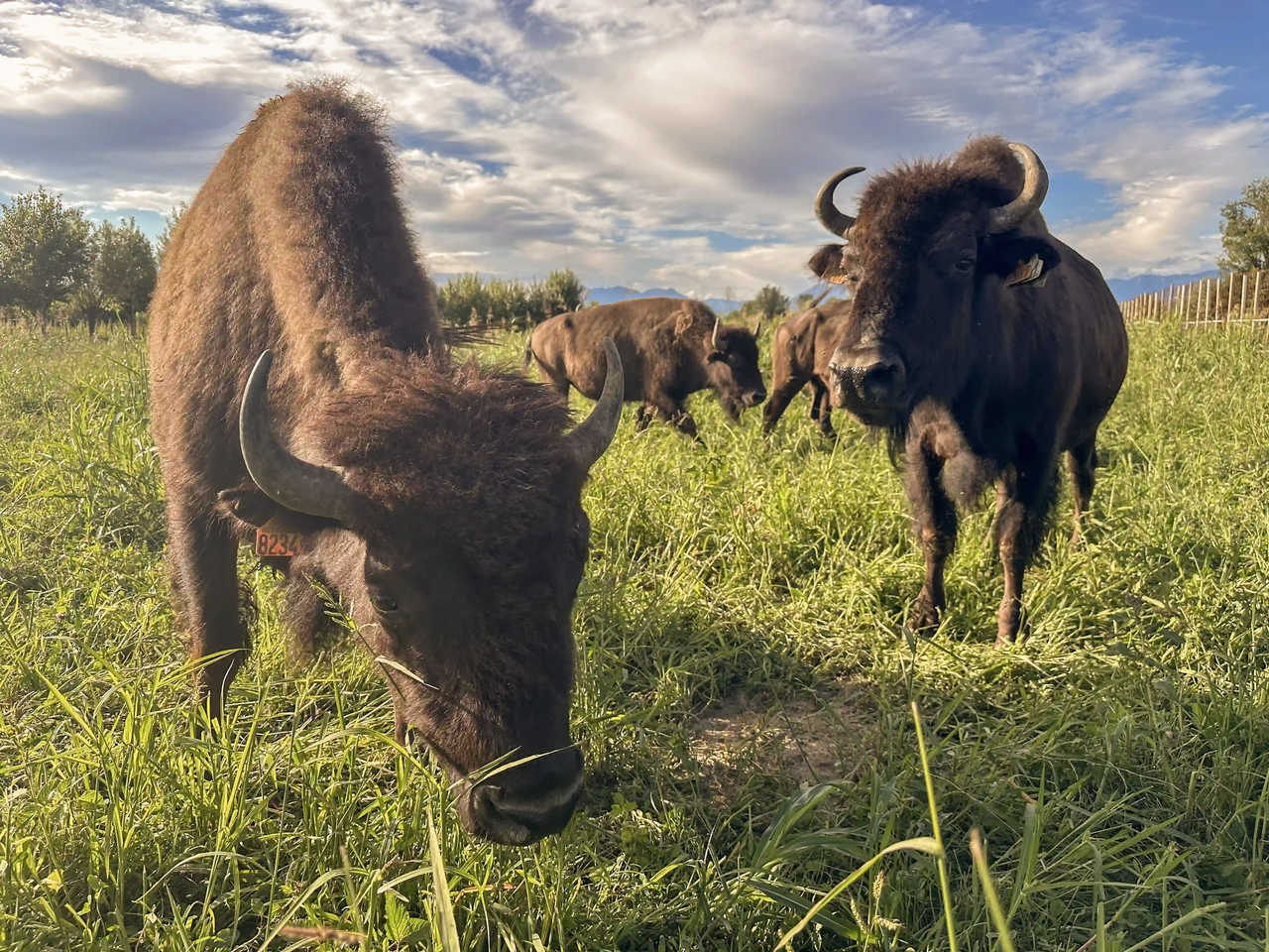 IMG_2321_risultato_risultato_ok