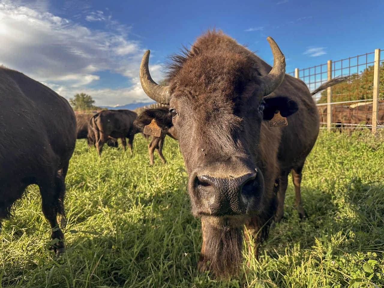 IMG_2324_risultato_risultato_ok